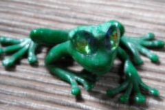 bright-eyed-frog