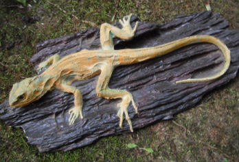 log-lizard