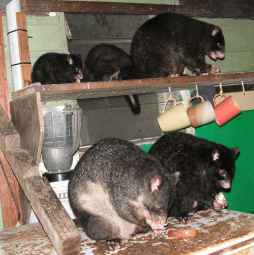 Possums sitting in the shed kitchen