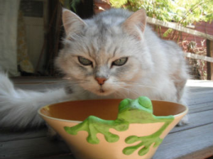Poppy the cat sitting with a frog bowl